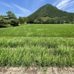 天空だより 7月-1【水稲と陸稲】