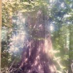 天空だより 11月-1【鎮守の杜の整備】