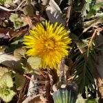 天空だより 2月-1【春の兆し】