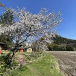 天空だより 4月-1【天空 春の彩り】