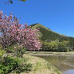 天空だより 4月-2【八重桜が満開です】